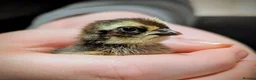 Quail poultry for sale: Range of quail available and fertile eggs  in Llandrindod Wells - Advert 1
