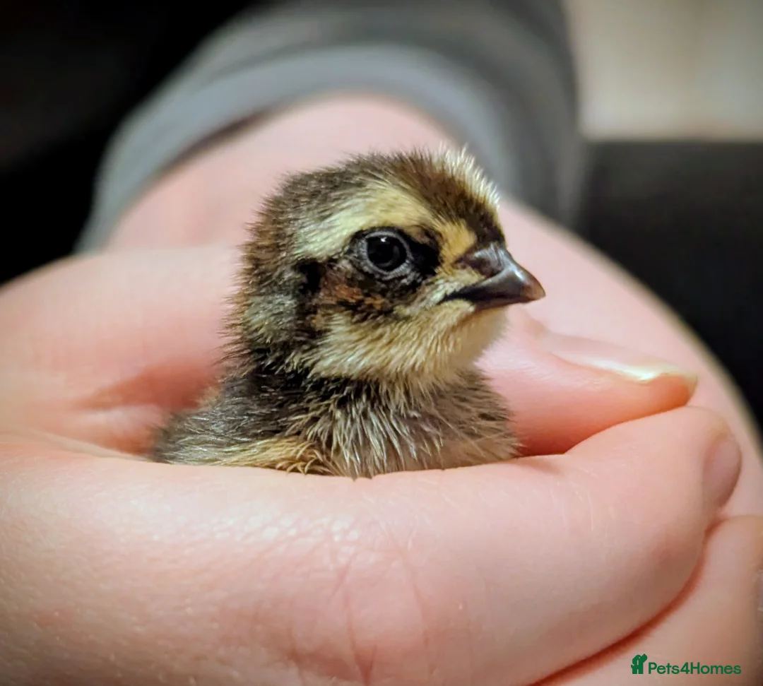 Quail poultry for sale: Range of quail available and fertile eggs  in Llandrindod Wells - Advert 1
