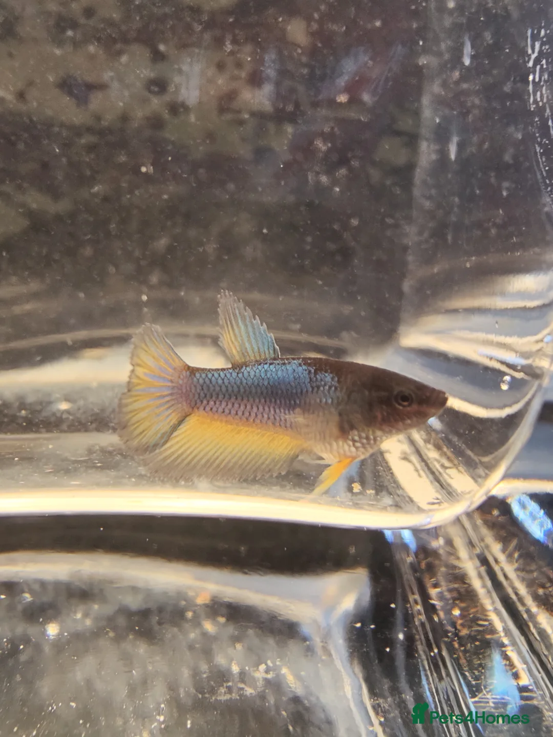 Bettas fish for sale: Platinum golden betta  - Advert 2