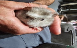 English rabbits for sale: Male guinea pig - Image 4