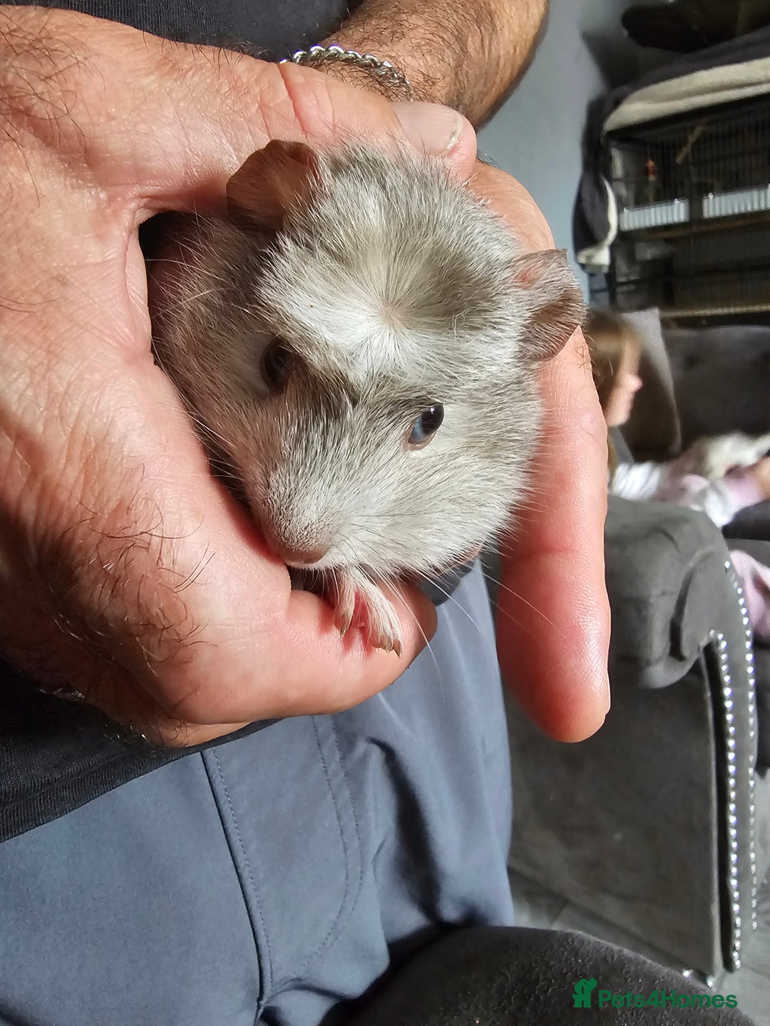 English rabbits for sale: Male guinea pig - Image 4