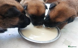 Belgian Shepherd Dog dogs for sale: PuppiesDWKC registered Working Line,Tested Parents - Image 28