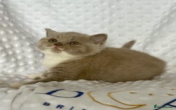 British Shorthair cats for sale: Tica registered lilac bi kittens available  - Image 4