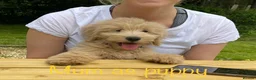 Mini Goldendoodle dogs for sale: 5★Miniature Goldendoodle Puppies-Waiting List Open - Advert 6