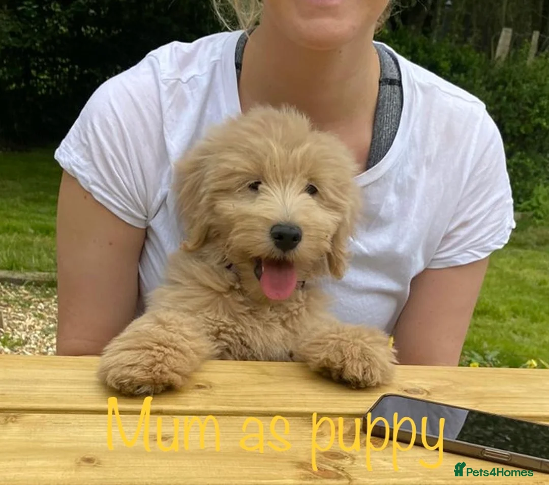 Mini Goldendoodle dogs for sale: 5★Miniature Goldendoodle Puppies-Waiting List Open - Advert 6