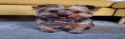 Yorkshire Terrier dogs for sale: Yorkshire Terrier looking for a new home. - Advert 4