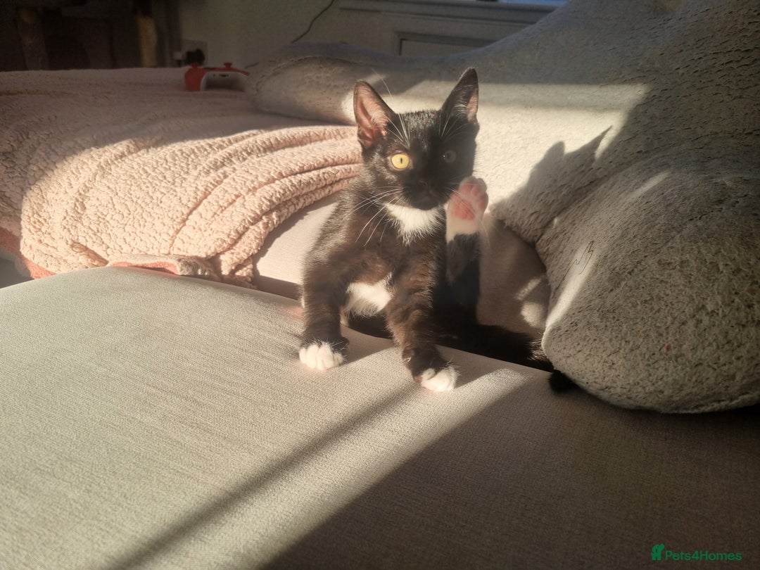 Domestic Shorthair cats for sale: Kittens for sale, READY TO GO NOW!  - Image 15