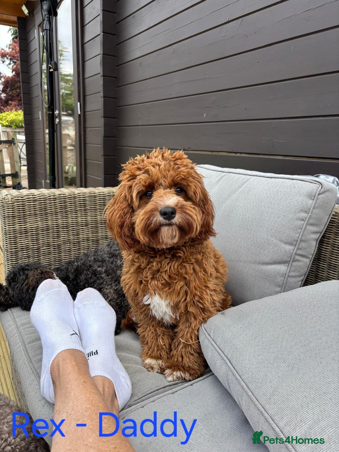 Cavapoo dogs for sale: Cavapoo Puppies (1 LEFT) - Image 11