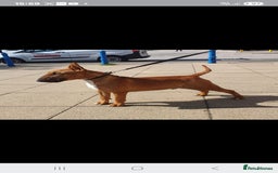 Bull Terrier dogs for stud: Proved Bull Terrier stud x 2 - Image 9