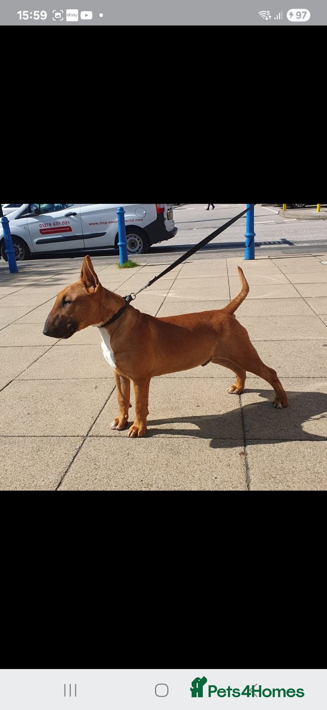 Bull Terrier dogs for stud: Proved Bull Terrier stud x 2 - Image 9