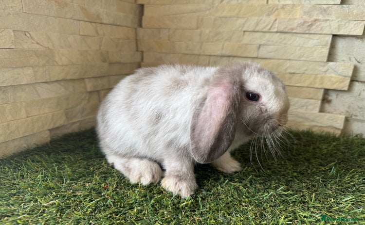 Mini Lop rabbits - Advert 6