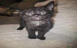 Mixed Breed cats for sale: 3 kittens for sale - Image 3