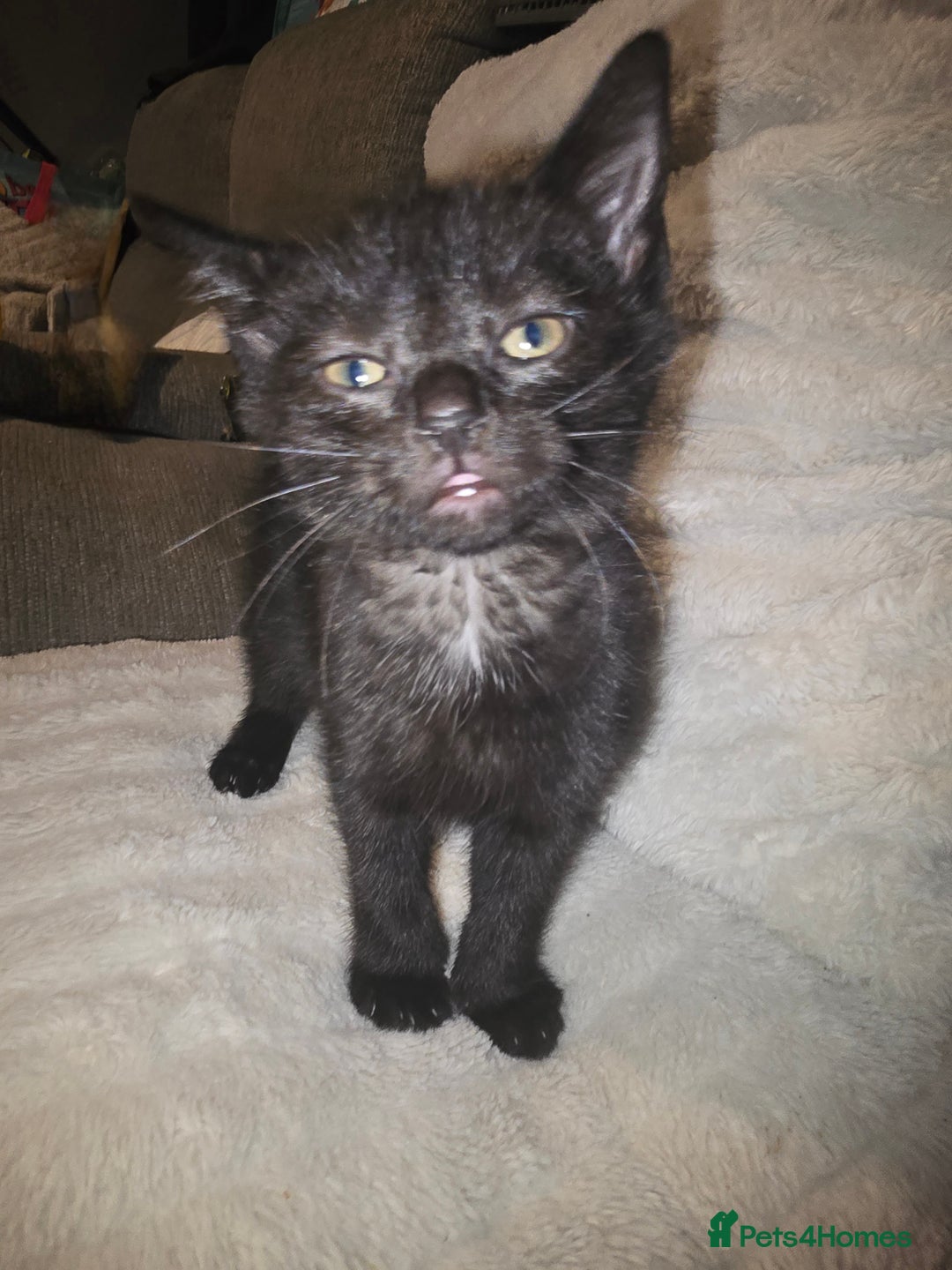 Mixed Breed cats for sale: 3 kittens for sale - Image 3