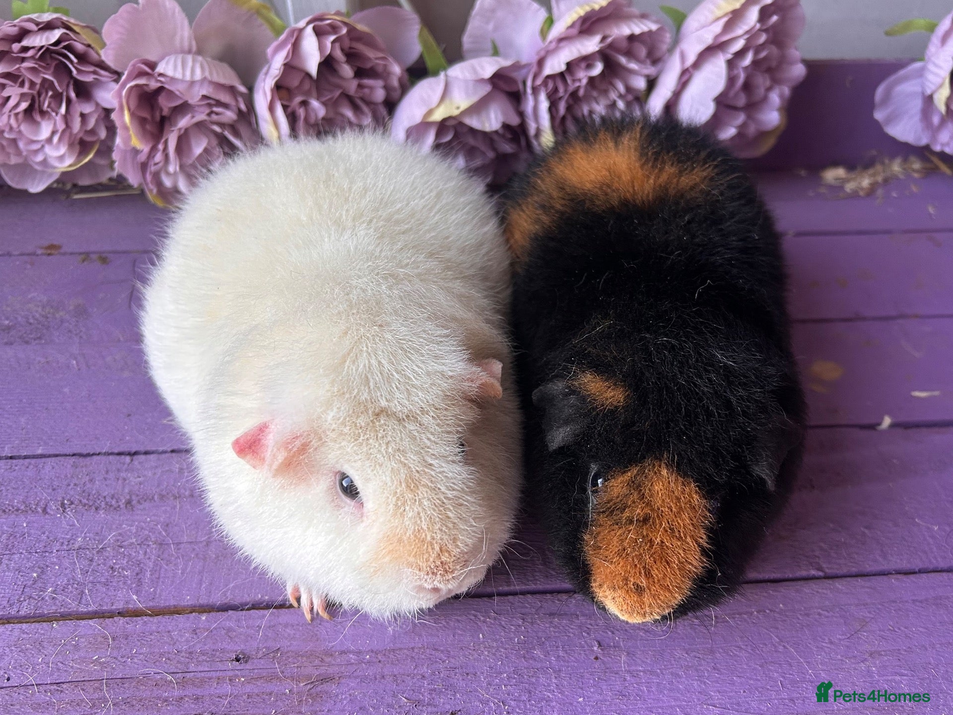 Guinea Pig rodents Pair Of Teddy Girls  - Advert 1
