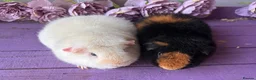 Guinea Pig rodents for sale: Pair Of Teddy Girls  - Advert 1