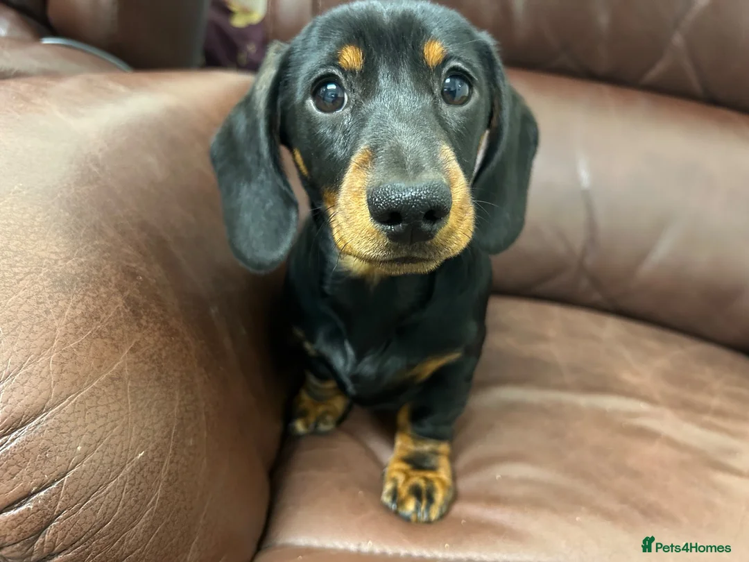 Miniature Dachshund dogs for sale: Lovable kc reg boys  - Advert 2