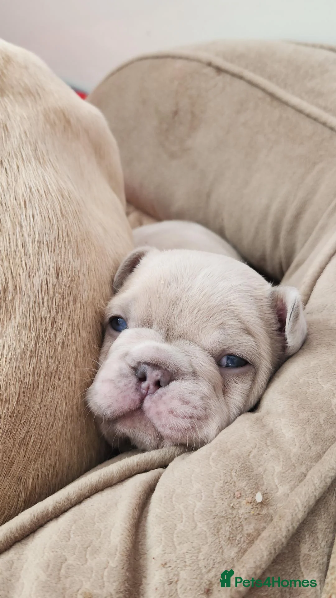 French Bulldog dogs for sale: French bulldog in Houghton le Spring - Advert 2