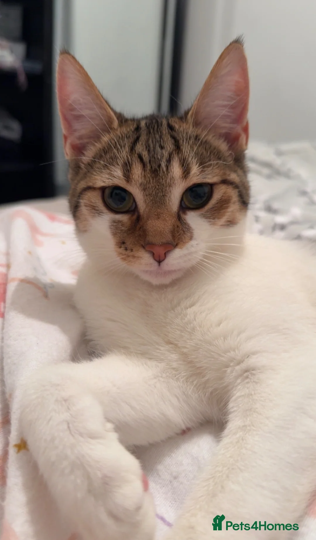 Mixed Breed cats for sale: Gorgeous Female Kitten Ready Now - Advert 2