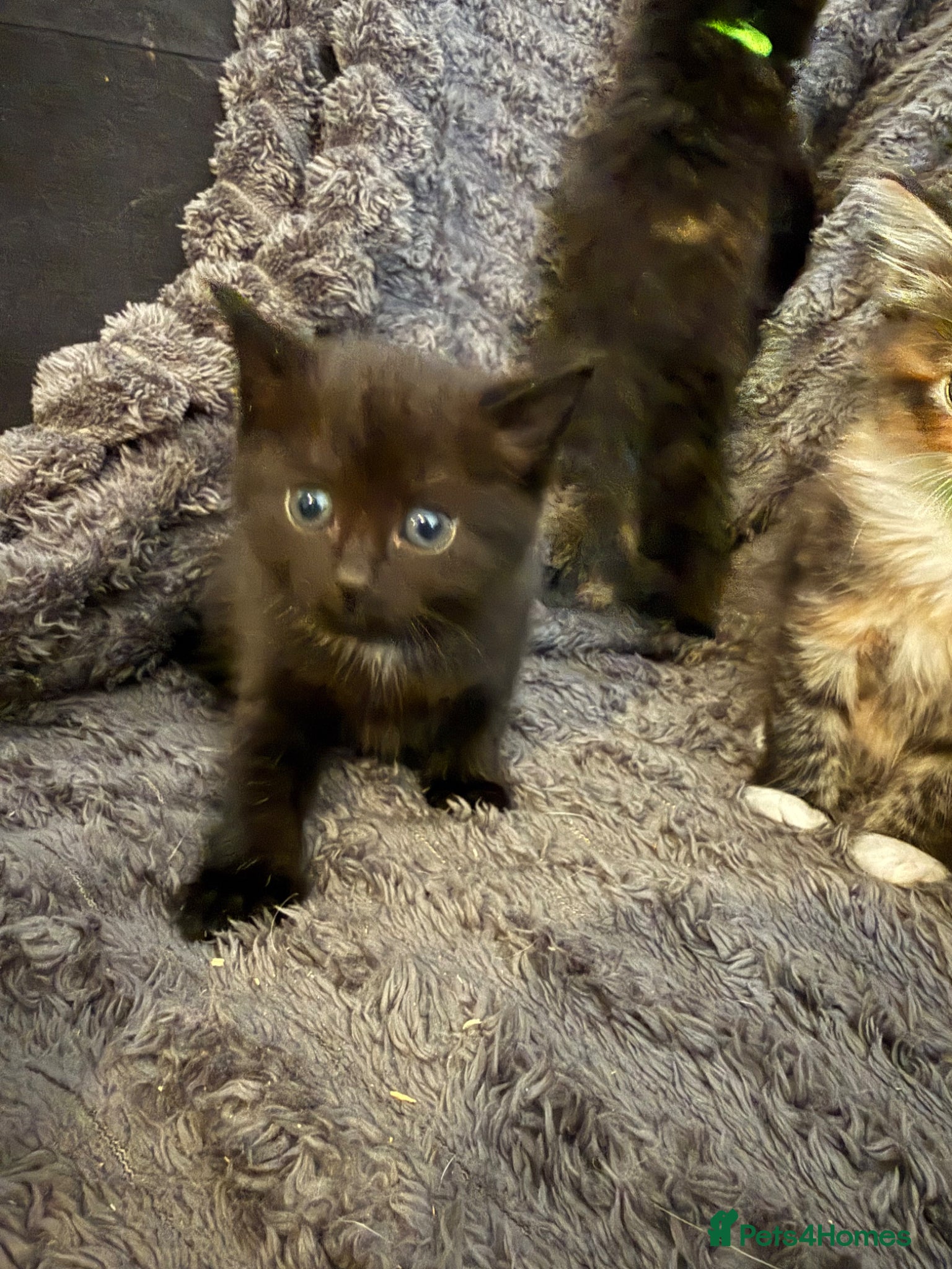 Mixed Breed cats Fluffy kittens.  - Advert 2
