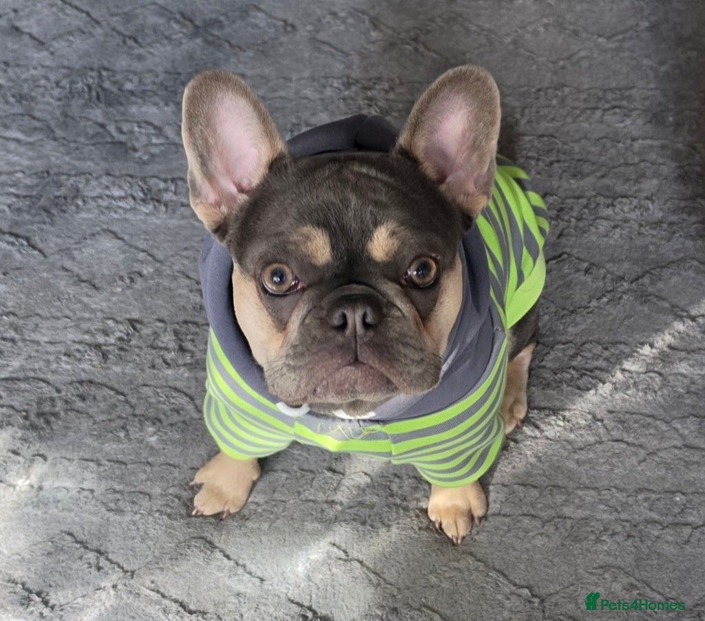 French Bulldog dogs for sale: Lilac and Tan Mini french bulldog  - Advert 4