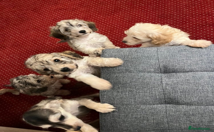 Cockapoo dogs - Advert 2