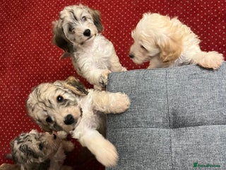 Cockapoo dogs - Advert 9