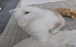 Mini Lop rabbits for sale: Bonded Pair of Indoor Rabbits - Image 2