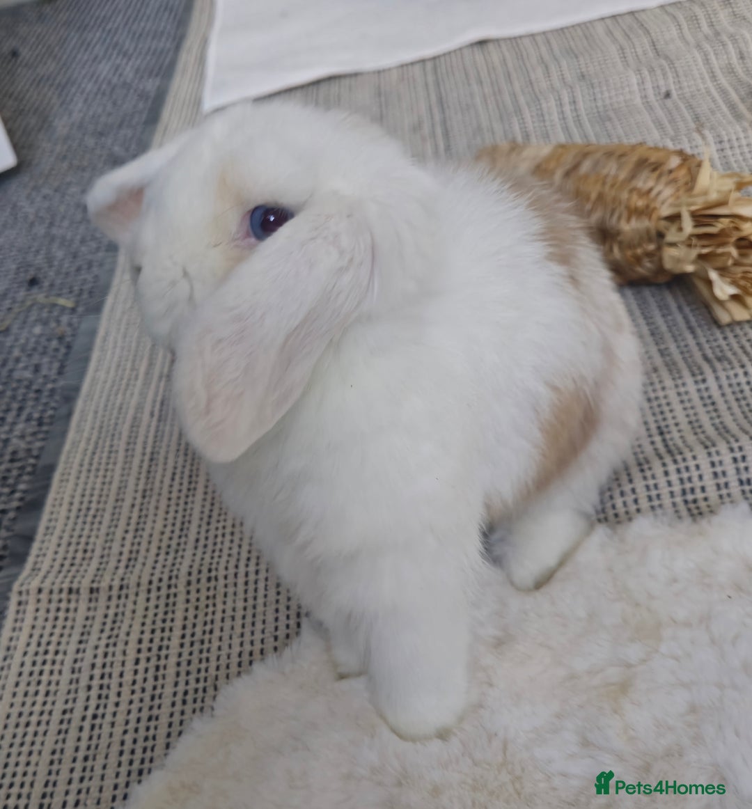 Mini Lop rabbits for sale: Bonded Pair of Indoor Rabbits - Image 2