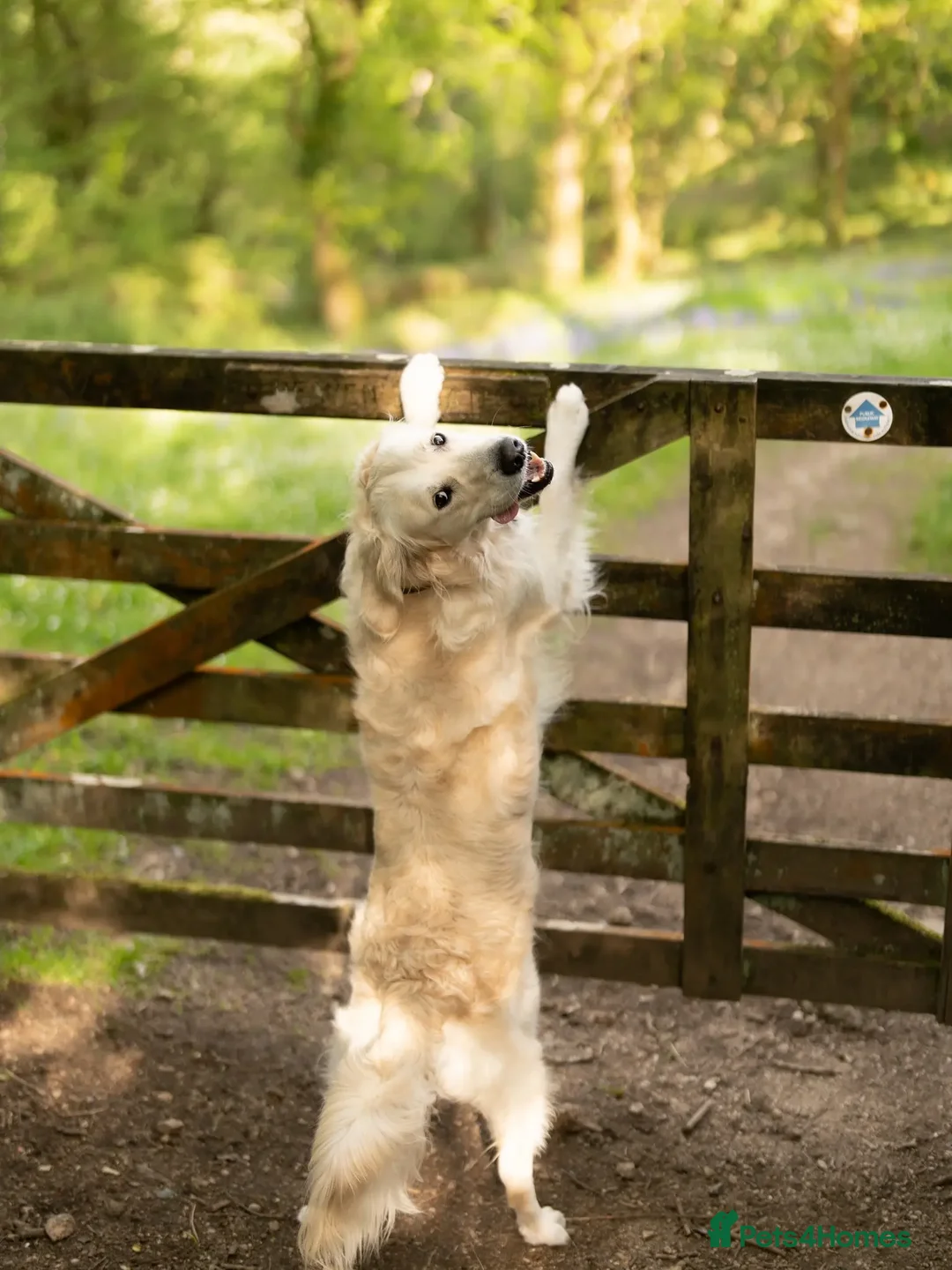 Golden Retriever dogs for stud: Kind, intelligent, fully health tested therapy dog - Advert 8