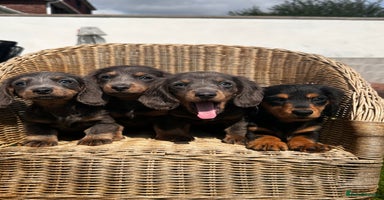 Miniature Dachshund dogs - Advert 7