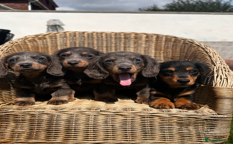 Miniature Dachshund dogs - Advert 2