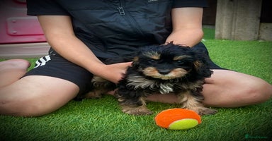 Cavapoo dogs in Ashford - Advert 4