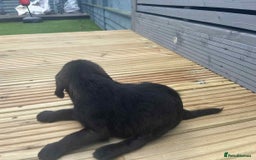 Mixed Breed dogs for sale: Stunning jackapoo x cocapoo puppies - Image 22