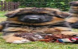 German Shepherd dogs for sale: Beautiful girl available  - Image 17