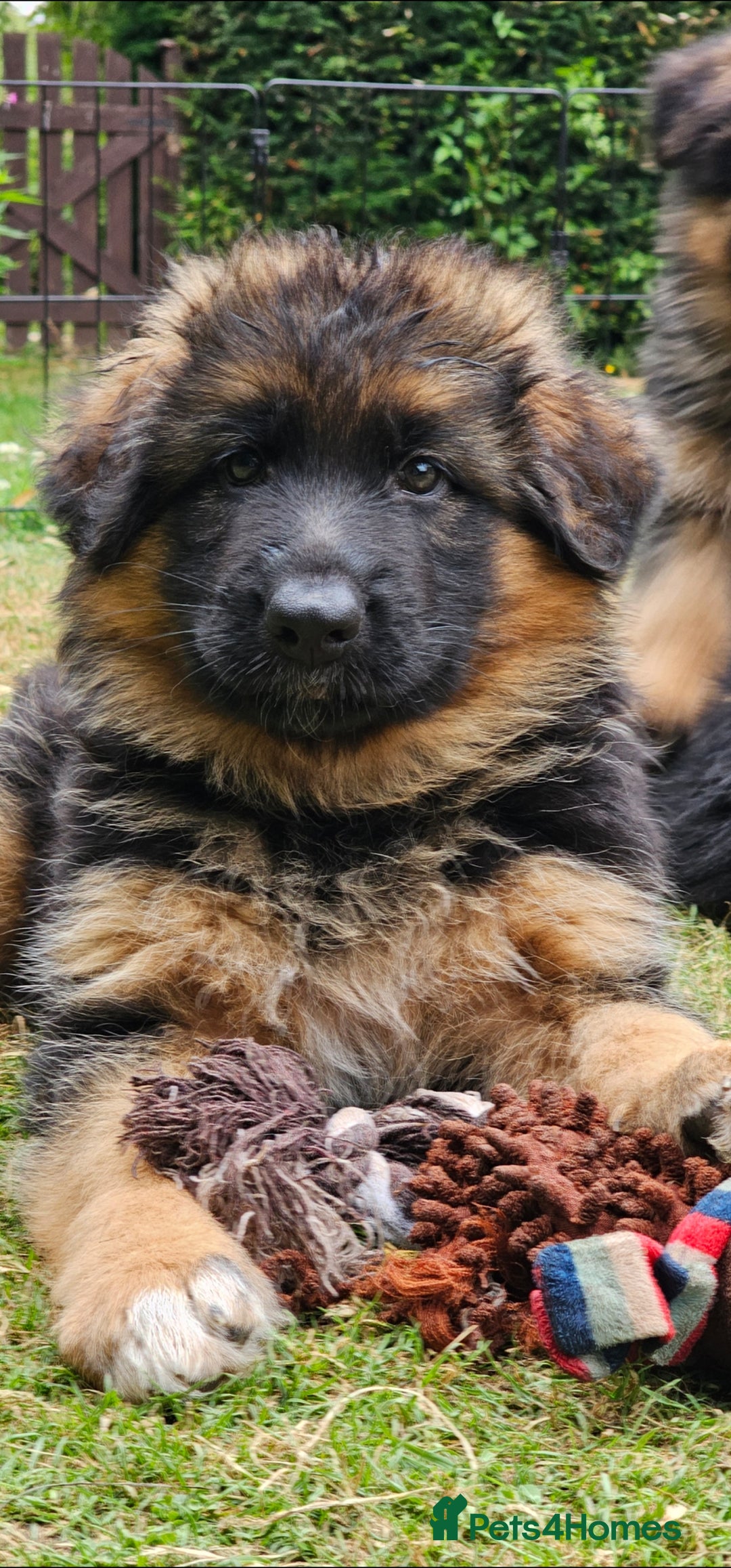 German Shepherd dogs for sale: Beautiful girl available  - Image 17