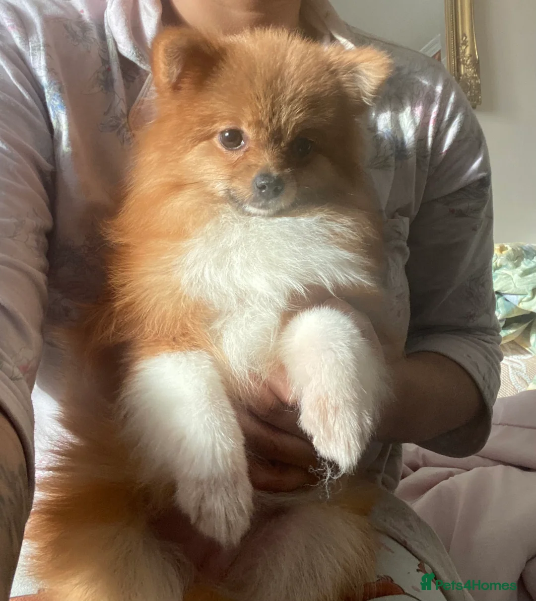 Pomeranian dogs for sale: 9 month old Pomeranian adorably happy  - Advert 8