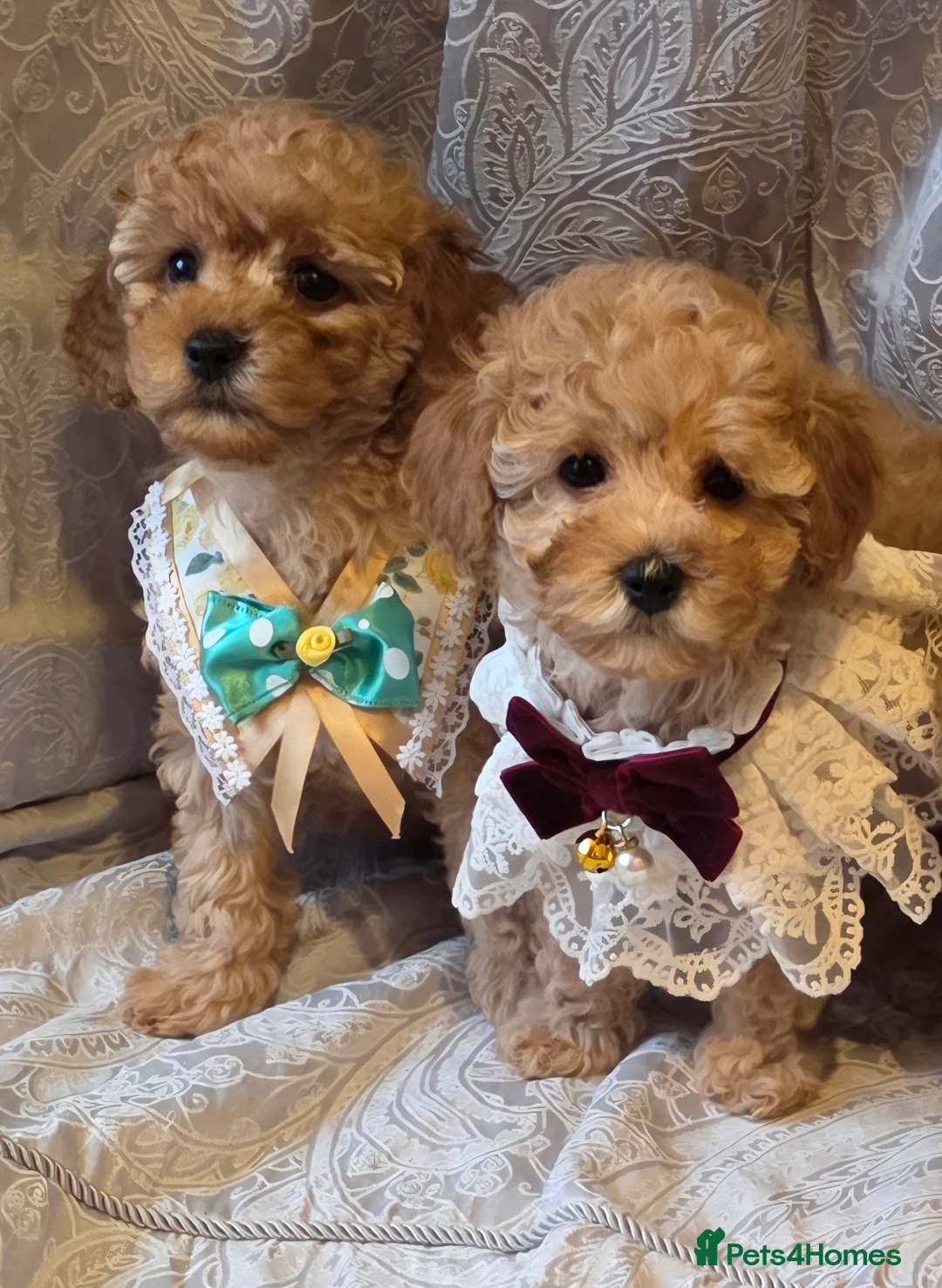 Miniature Poodle dogs for sale: four beautiful little red poodle girls - Advert 15