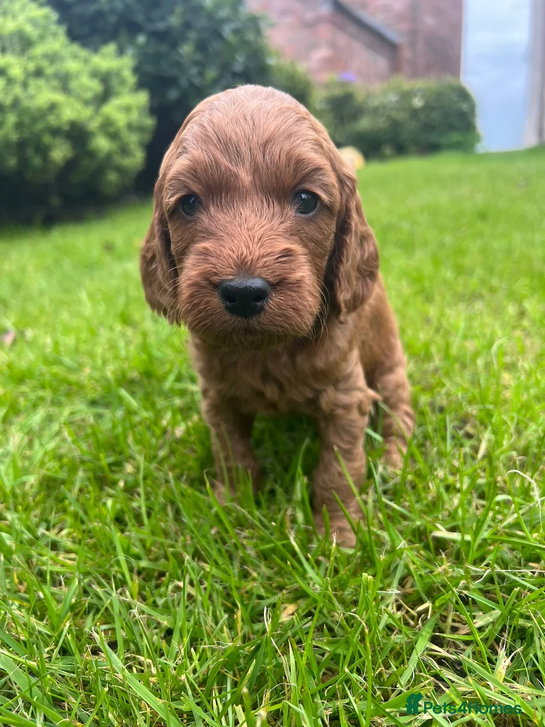 Cockapoo dogs for sale: Fox Red Cockapoo Puppies - Advert 2