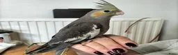 Cockatiels birds for sale: Hand Reared Cockatiel - Advert 3