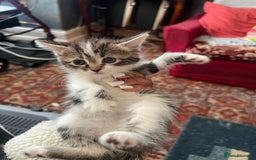 British Shorthair cats for sale: Kittens For Sale - Advert 3