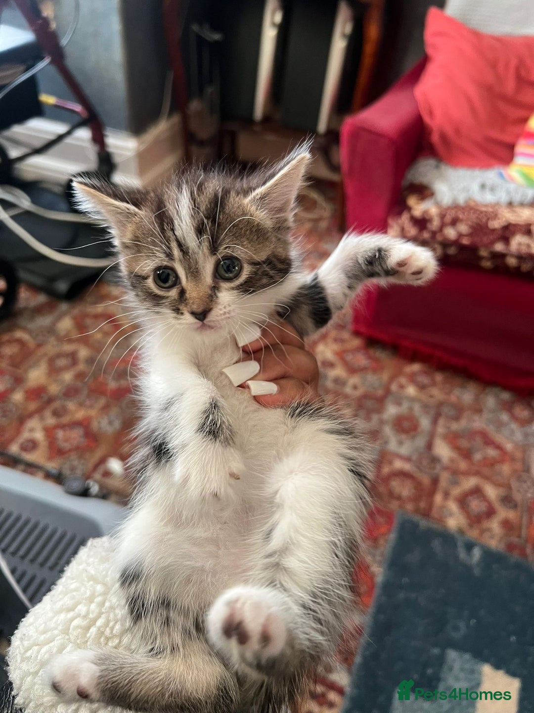 British Shorthair cats for sale: Kittens For Sale - Advert 3