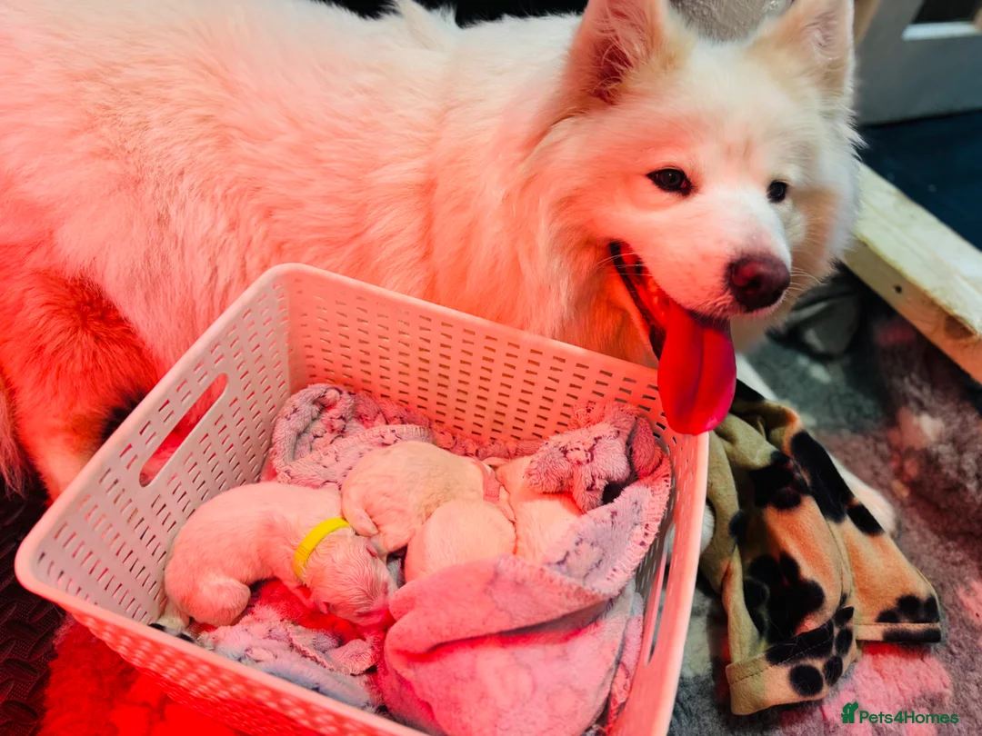 Samoyed dogs for sale: Three Beautiful Samoyed  - Advert 18