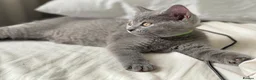 British Shorthair cats for sale: ✨British Shorthair Kittens Ready for Loving Home!✨ - Advert 18
