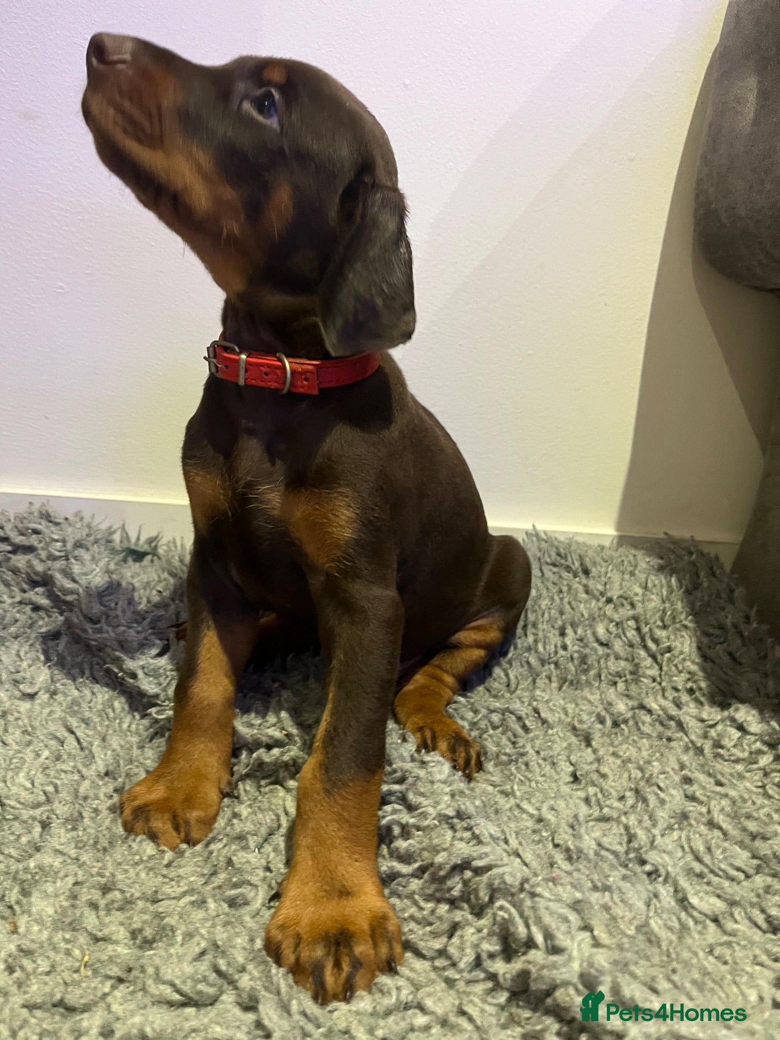 Dobermann dogs 🏆 Exceptional KC Registered Dobermann Puppies 🏆 - Advert 2