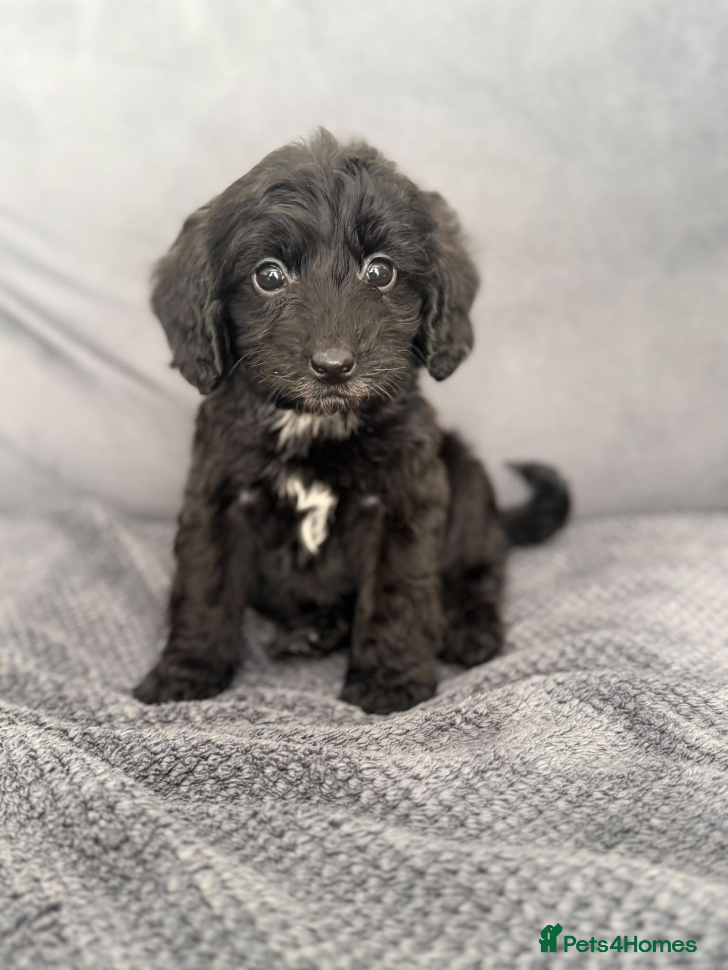 Cockapoo dogs Showtype cockapoo - Advert 6