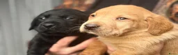 Labrador Retriever dogs for sale: Stunning Kc Registered pups.  - Advert 3