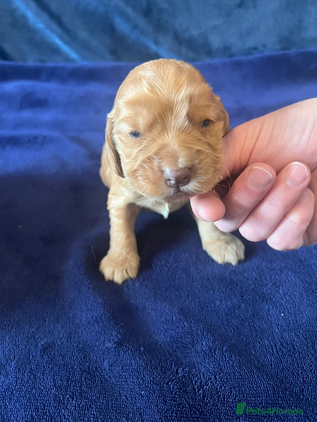 Cocker Spaniel dogs for sale: KC REG SHOW TYPE. HEALTH TESTED PARENTS  - Advert 5