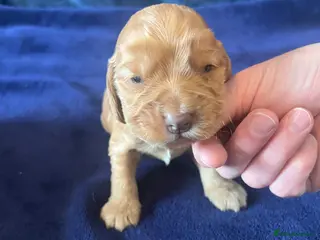 Cocker Spaniel dogs KC REG SHOW TYPE. HEALTH TESTED PARENTS - Advert 2