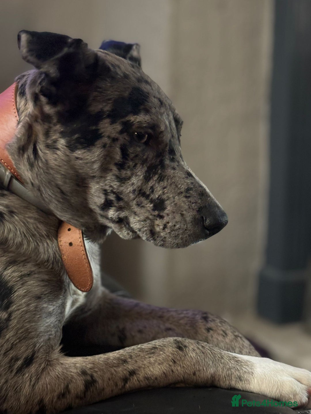 Mixed Breed dogs for sale: Whippet X border collie  - Advert 11