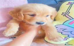 Golden Retriever dogs for sale: Beautiful KC golden pups ready to leave 🥰🥰🏡 - Image 11